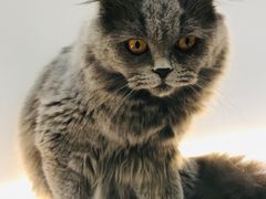 -COLOR PETS 撸猫馆·购猫·猫咖(长风大悦城店)