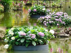 -深圳市中科院仙湖植物园