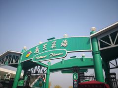 -荷兰花海