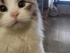 -柴迷FANS CLUB·柴犬狗咖·猫咖
