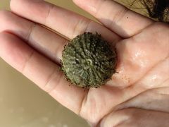 -青岛第三海水浴场
