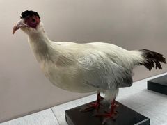 -青藏高原自然博物馆