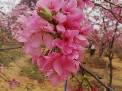 -天适樱花悠乐园