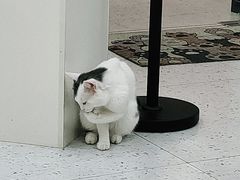 -喵园·猫主题咖啡厅·撸猫·猫咖(国贸店)