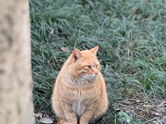 -西园寺