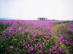 -光明小镇欢乐田园