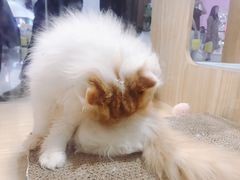 -屋虎猫馆(宝安大仟里店)