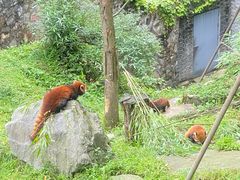 -都江堰中华大熊猫苑
