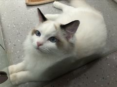 -凯瑞希宠物医院·狂犬免疫·微创·皮肤科