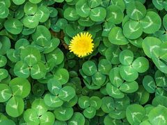 -村上一屋(望京店)