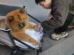 -宠福鑫动物医院·动物疾病诊疗中心(天通苑店)