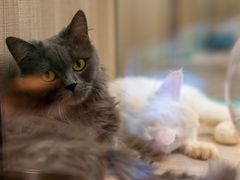 -飞行喵MR PILOT|猫舍·猫咖(静安大融城店)