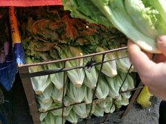 好嫩的生菜-众彩物流水产市场