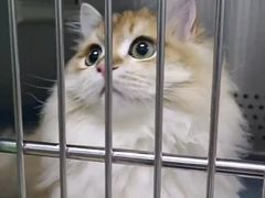 -美联众合动物医院·24h转诊中心