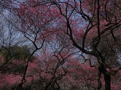 -杭州植物园