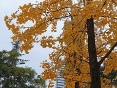 -成都市活水公园