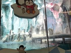 -帝企鹅自助餐厅•儿童岛•真企鹅(长隆企鹅酒店)