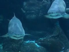 -暹罗海洋世界