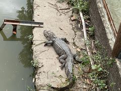 -上海野生动物园