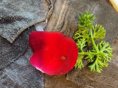 -李掌柜鲜菜火锅(移民广场店)