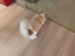 -朗丽兹自助餐厅