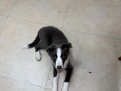 -艾贝尔宠物医院·狂犬免疫点(江山金象城店)