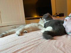 -东方名猫馆·英短金渐层布偶猫舍(环线广场1号楼店)