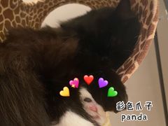 -猫腻·猫咖·撸猫馆(星光大道店)