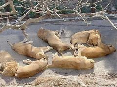 -大连森林动物园