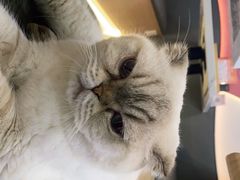 -喵园·猫主题咖啡厅·撸猫·猫咖(国贸店)