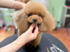 -鑫艺宠物美容培训学校