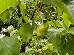 -丽泽山庄·生态怀柔菜·虹鳟鱼(红螺寺店)