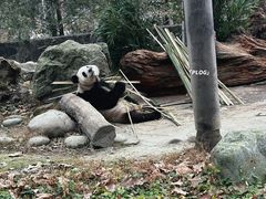 -都江堰中华大熊猫苑