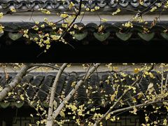 -留园
