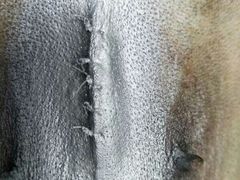 -菲丽丝宠物医院·24小时·猫科中心·免疫点(淮海分院)