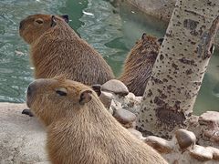 -北京野生动物园