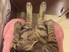 -天使宠物医院·犬猫分诊(彩虹店)