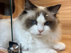 -猫十亿·布偶金渐层·曼基康矮脚猫舍(青年路店)