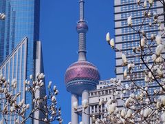 -陆家嘴中心绿地