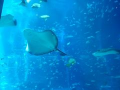 -新加坡海洋生态馆