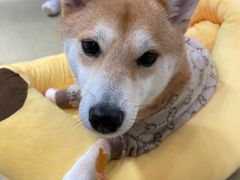 -逗柴咖啡屋·狗咖猫咖宠物桌游