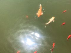 -石家庄市植物园