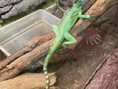 -上海大自然野生昆虫馆(东方明珠·爬宠昆虫探索中心)