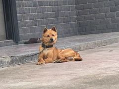 -费大厨辣椒炒肉(太平老街店)