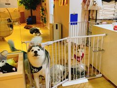 -Husky Go! 哈士奇体验馆·宠物咖啡厅狗咖
