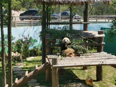 -西霞口神雕山野生动物世界