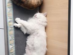 -瑞派雷欧宠物医院·24h夜诊·心脏骨科牙科·全科重症转诊中心(无影山店)