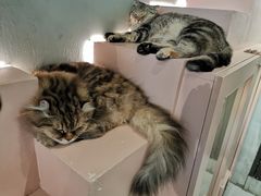 -猫儿山۰猫主题餐厅