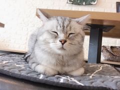 -平行世界·猫咖(首经贸店)