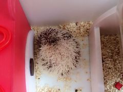 -藦茜花园宠物主题亲子互动体验馆(国顺东路店)